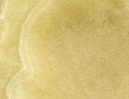 Honey Onyx